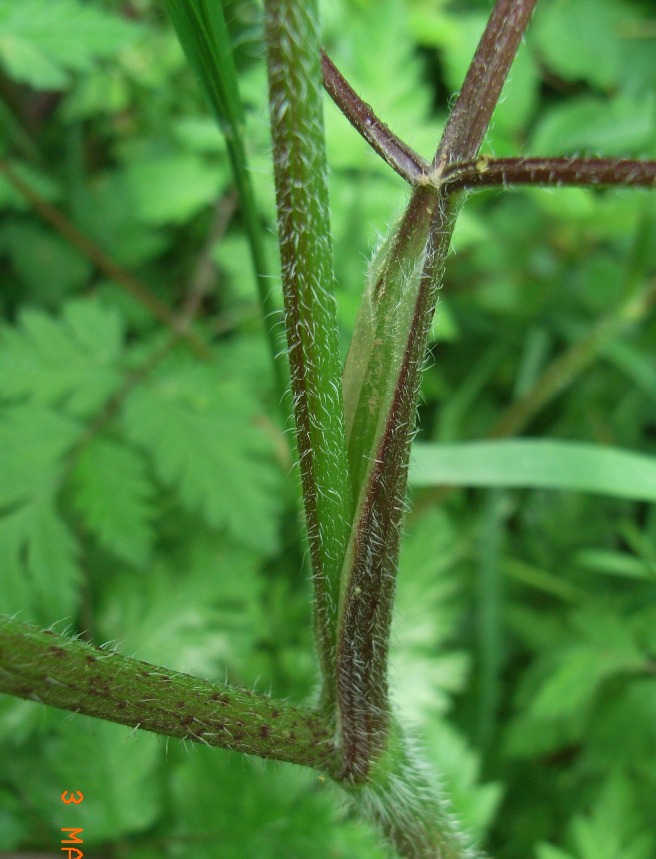 cfr. Anthriscus sylvestris